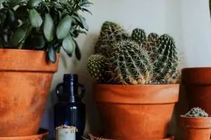 سیاه شدن کاکتوس