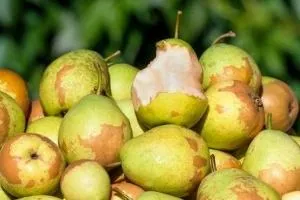 گلابی وحشی