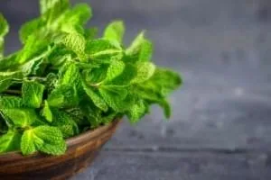 نعناع لاغری