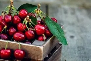 نگهداری گیلاس