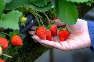 عصاره توت