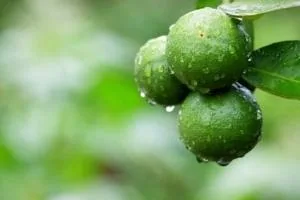 خواص لیمو شیرین