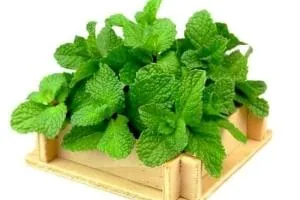 نعناع برای پوست