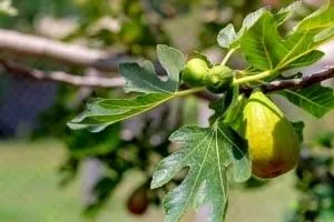 خواص برگ انجیر