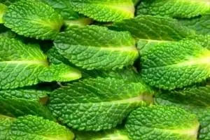 نعنا