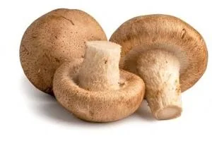 قارچ خوراکی