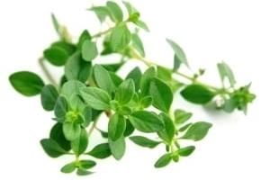 آویشن در بارداری