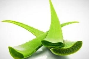 آلوئه ورا برای لاغری