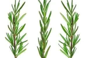 گیاه رزماری