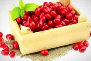زغال اخته