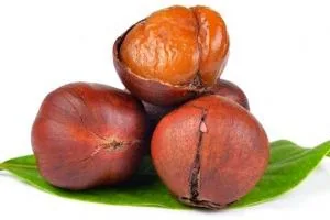 نگهداری شاه بلوط
