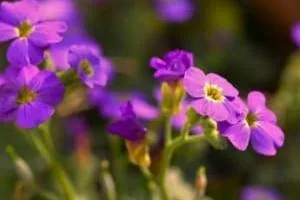 خواص گیاه بنفشه