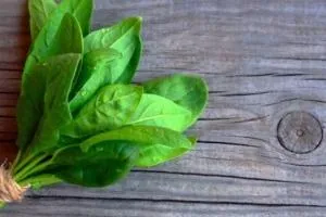 روز جهانی اسفناج