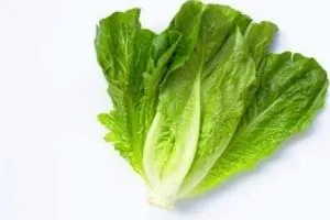 خواص کاهو