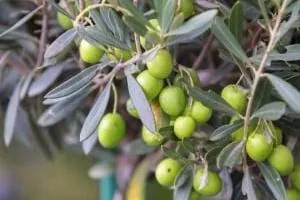 برگ زیتون