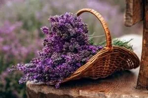 ماسک اسطوخودوس