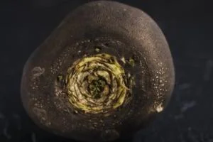 ترب سیاه