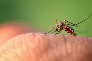 پیشگیری بیماری مالاریا