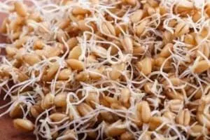 جوانه گندم