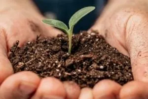 هورمون رشد
