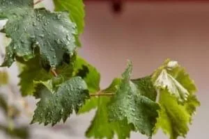 نگهداری برگ مو در فریزر