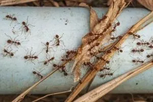حقایقی درباره مورچه ها
