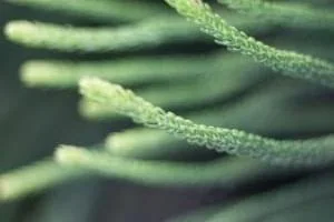گیاه دم اسبی