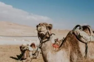 حقایقی در مورد شتر