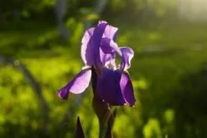 خواص زنبق