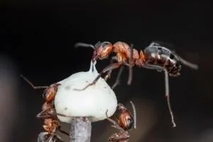 بخیه زدن زخم با مورچه