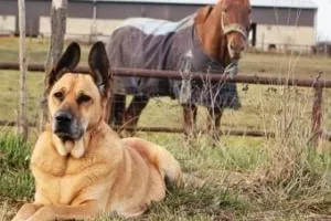 اشیا شکم حیوانات