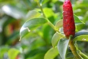 نسخه گیاهی برای باردار شدن