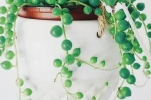 ساکولنت غوره ای