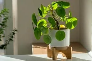 گیاهان آپارتمانی