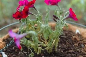 پژمرده نشدن گل طبیعی