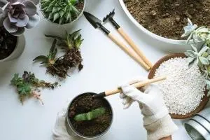 گیاه آپارتمانی