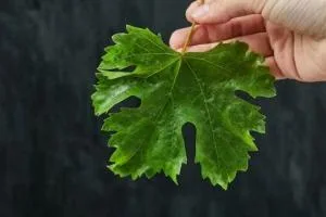 نگهداری برگ مو