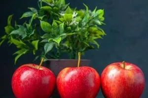 سبزه سیب برای عید