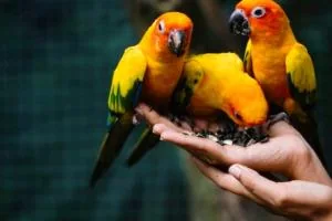 اسم برای پرنده