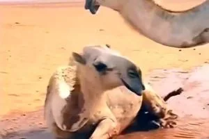 رقص شتر با دیدن آب