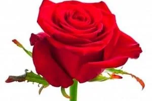 روز جهانی رز