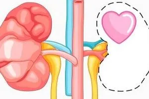 مراقبت از سلامت کلیه ها