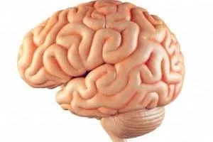 کوچکترین مغز