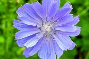 خواص کاسنی