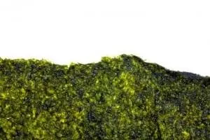 جلبک دونالیلا