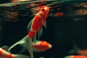 ماهی قرمز