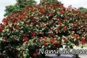 درخت رژ لب