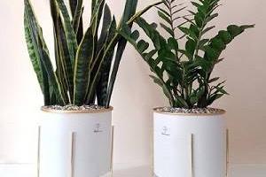 گیاه آپرتمانی