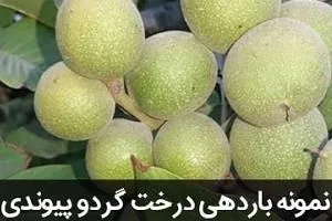 نهال گردو