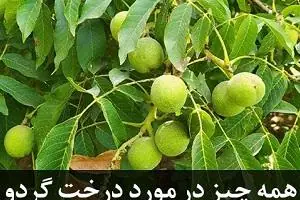 درخت گردو